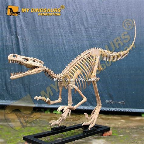 velociraptor fossils for sale.